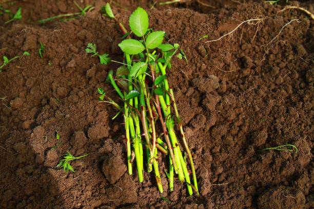 Fresh rose cuttings with leaves are placed on soil, ready for planting in a tutorial on propagating roses.