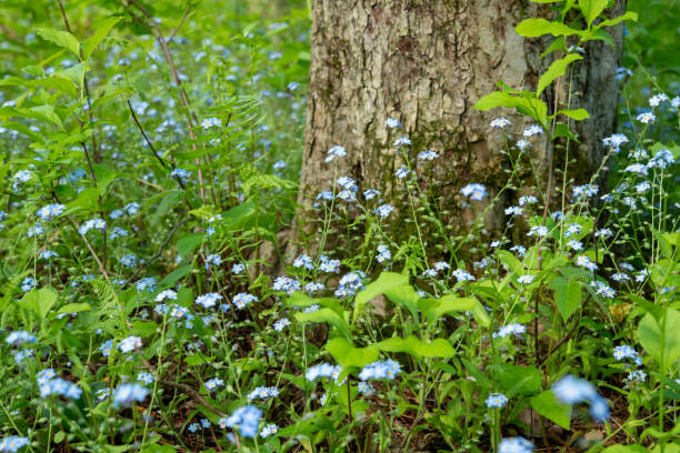 How to Grow Forget-Me-Nots: A Complete Guide