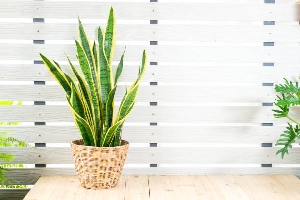 How to Grow and Care for Snake Plant (Sansevieria): The Ultimate Guide