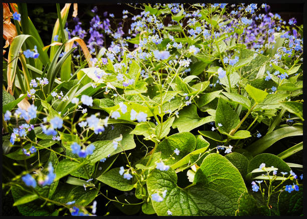 Forget-me-not flowers in full bloom with vibrant green leaves, showing a healthy and thriving garden.