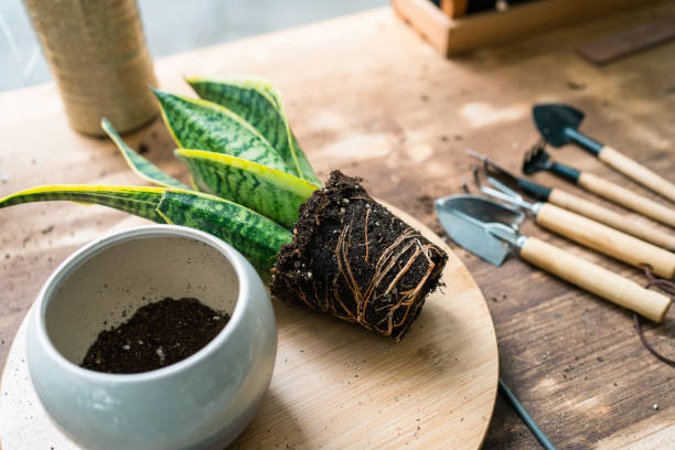 Snake plant with exposed roots on a wooden surface, ready for repotting with gardening tools nearby.